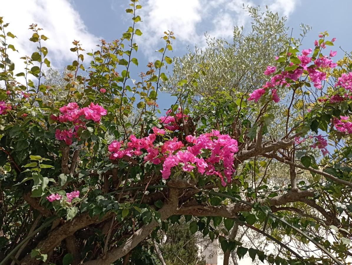 Domus Garden Bed & Breakfast Olbia Eksteriør bilde